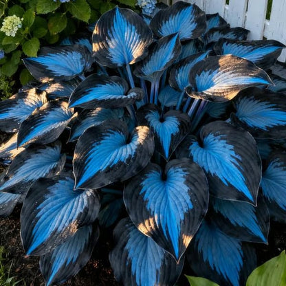🎁2025 Special Offer🍃Rare Hosta Seeds🌿